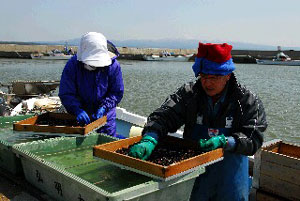 青森県十三湖産のしじみ貝
